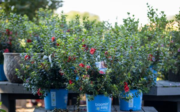 Top 7 Shrubs to Plant This Autumn
