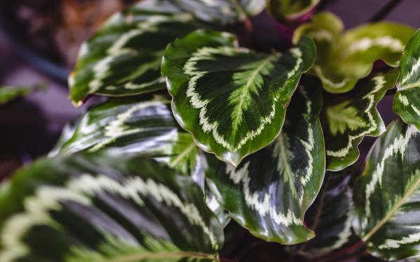Calathea Confidential: The Insider’s Guide to Expert Care