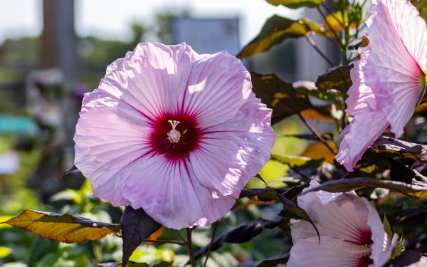 Top 5 Proven Winner Hibiscus Perennial Varieties You Can Plant Right Now