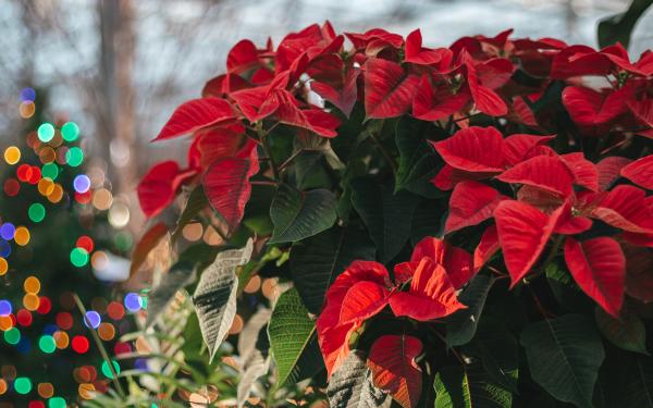 The Unbelievably Entertaining Journey of the Poinsettia: From Fever Fighter to Festive Decor