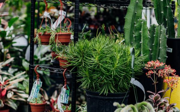 From Desert to Decor: 5 Unexpected Aspects of Cacti & Succulents