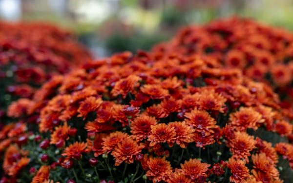 How to Create Stunning Fall Mum Arrangements for Your Porch