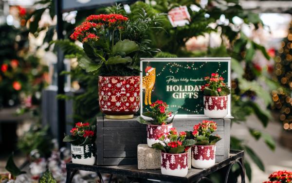 Our Favorite Festive Houseplants (and How to Care for Them)