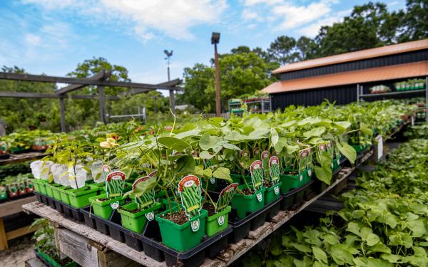 How to Start a Vegetable Garden: A Beginner’s Guide
