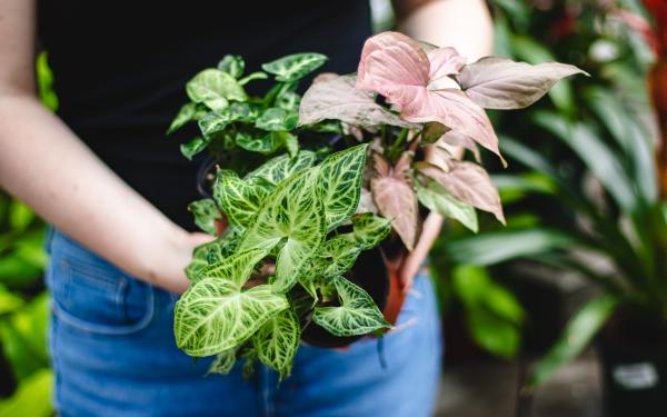 Summer Houseplant Highlights