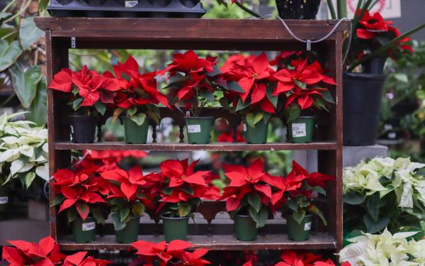 A Beginner’s Guide to Poinsettia Placement, Care, and Longevity