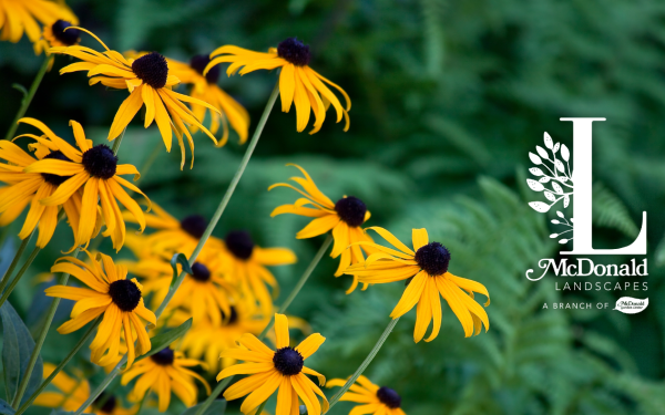 Top 10 Natives & Nativars for a Low-Maintenance Garden Hampton Roads