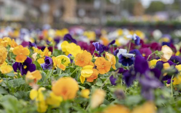 7 Best Ways to Use Pansies this Fall, McDonald 