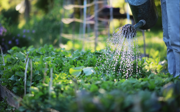 Summer Garden Survival: Watering Tips to Beat the Heat