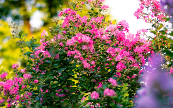 How to Help Your Hydrangeas Thrive All Summer Long