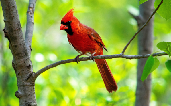 Feeding the Flock: The Best Seeds, Feeders, and Plants for Virginia Birds