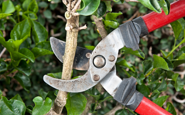 The Right Cut at the Right Time: A Winter Shrub Pruning Guide