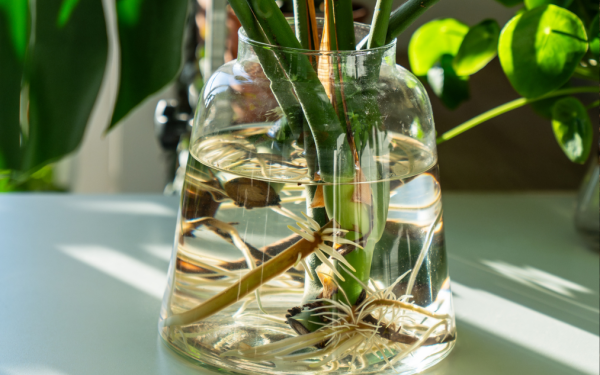 Rooted in Success: How to Propagate Plants from Cuttings