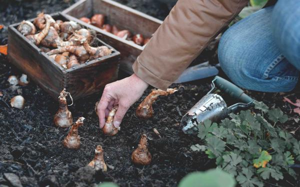 Why Fall is Great for Planting, McDonald Garden Center