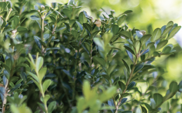 Our Top 5 Shrubs in Stock
