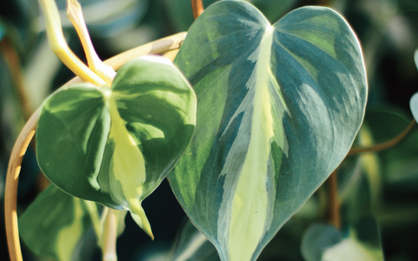 Everything You Need to Know About Philodendrons