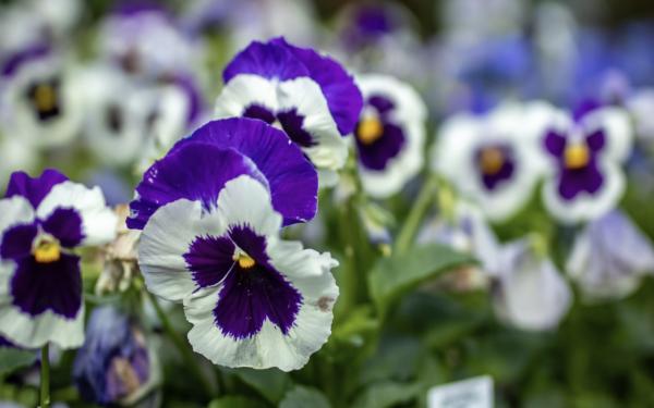 5 Ways to Elevate Your Containers with Pansies