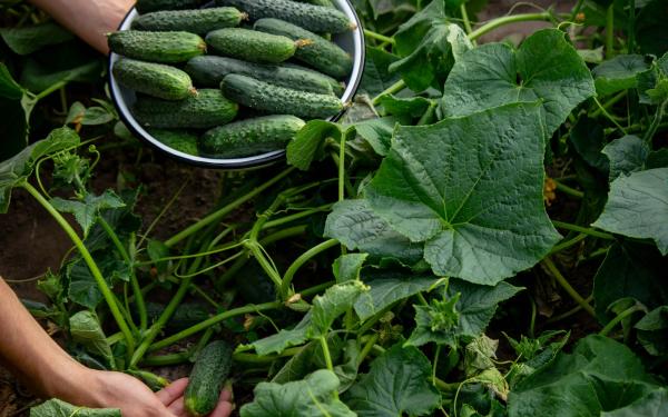 Best Tips for Veggie Harvesting