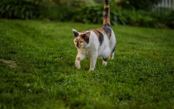 Why Do You Need to Seed & Feed? The Secret to a Lush and Healthy Lawn