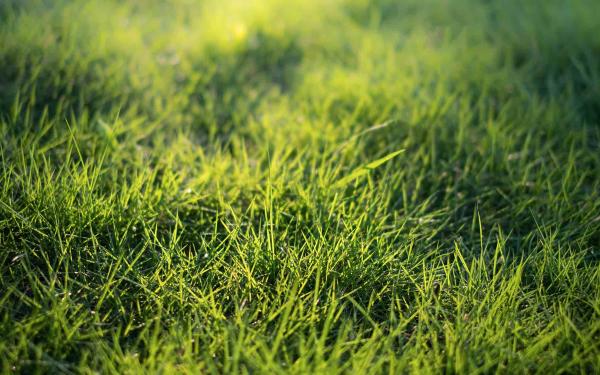 Our Guide to Grass Plugs
