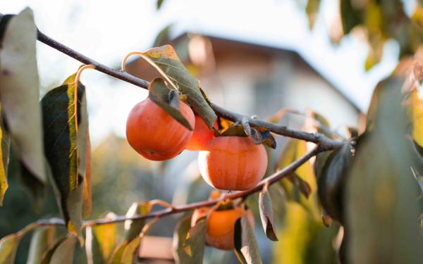 Everything You Need to Know About Growing Persimmons