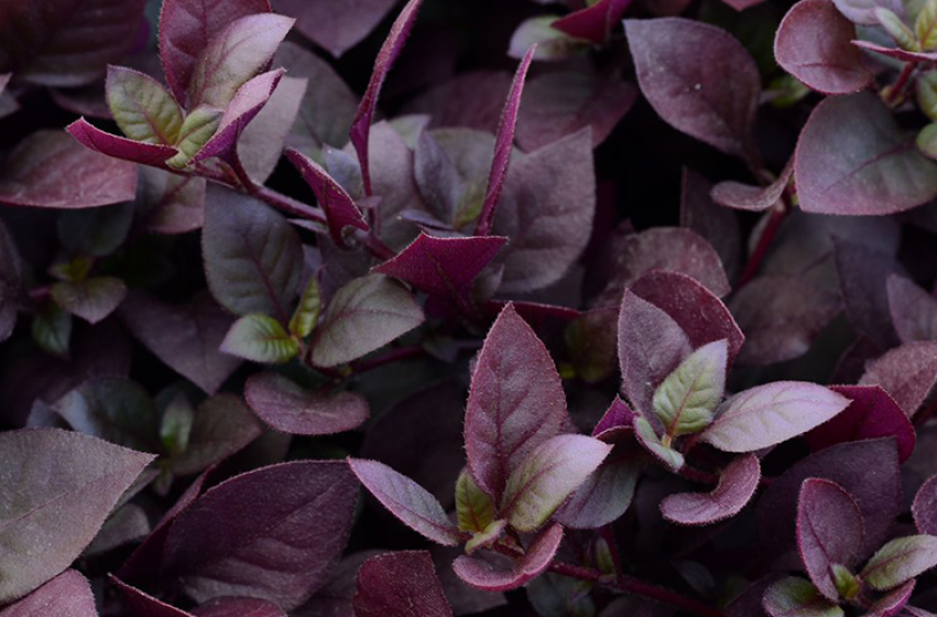 Plum Dandy Alternanthera