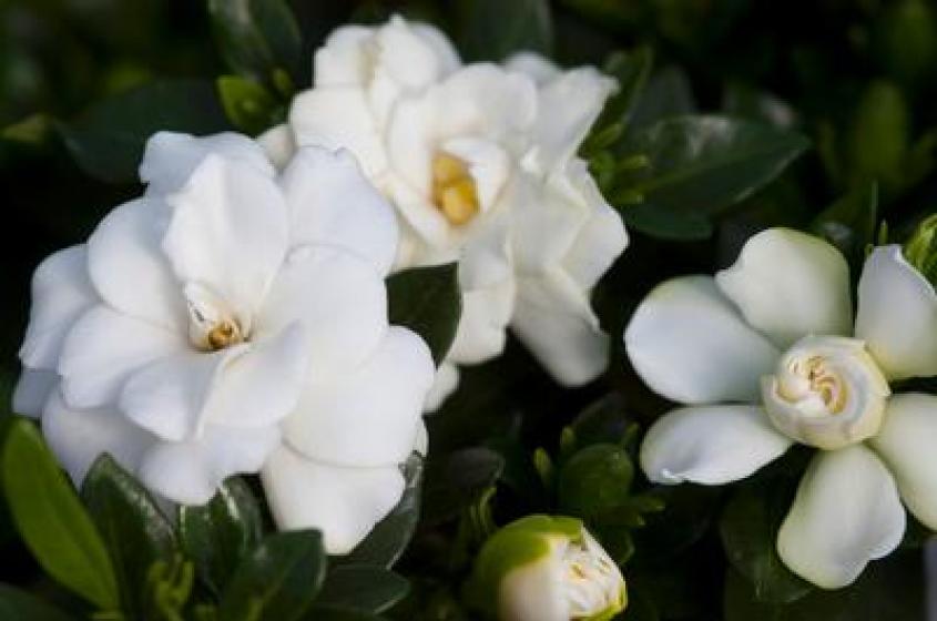 Double Mint Gardenia