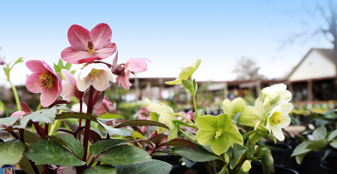 Hellebores