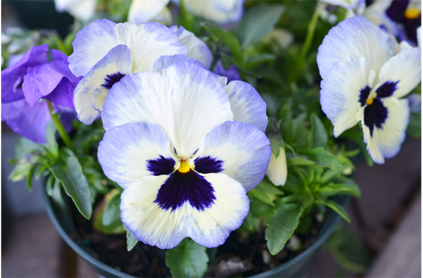 Pansies, McDonald Garden Center