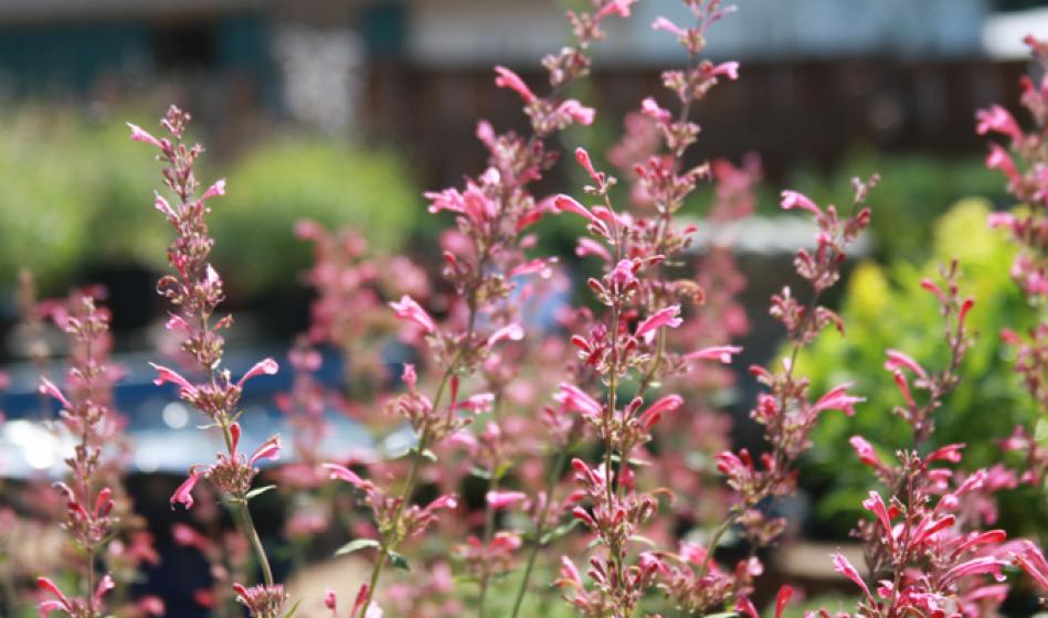 McDonald Garden Center Photo