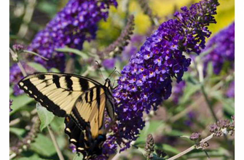 Asian Moon Butterfly Bush