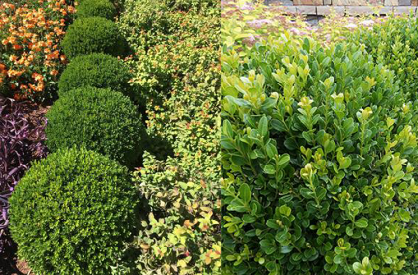 Baby Gem™ Boxwood - Southern Living Plants