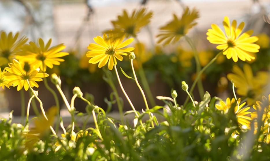 McDonald Garden Center Photo