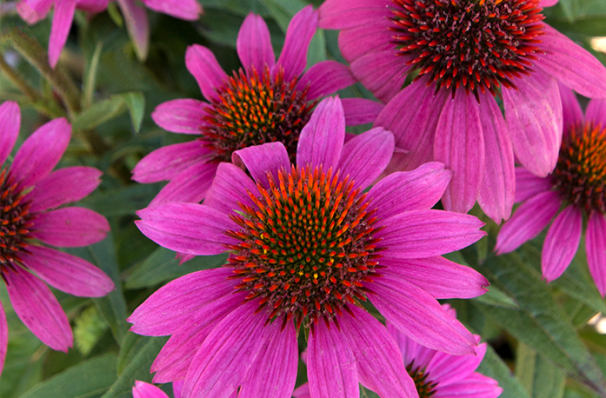 Coneflower PowWow® Wild Berry