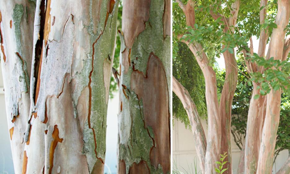 Why Do Crepe Myrtles Shed Their Bark? 