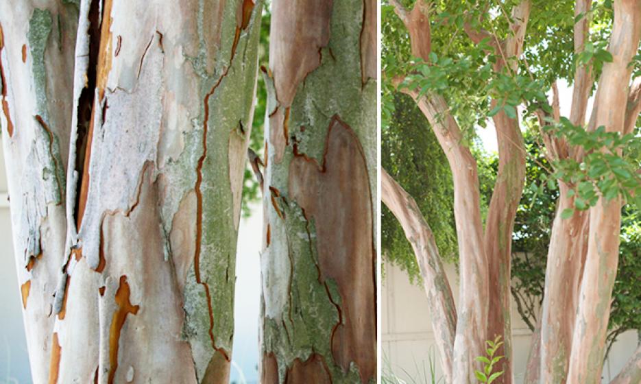 Wise Mystical Tree origin|TikTok Search