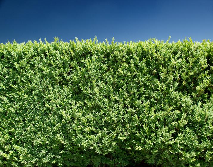 Living Fences - The Best Screening Evergreen Shrubs