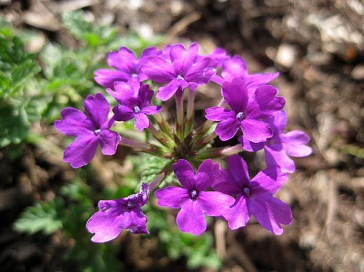 Homestead Purple Verbena, perennials, deer resistant