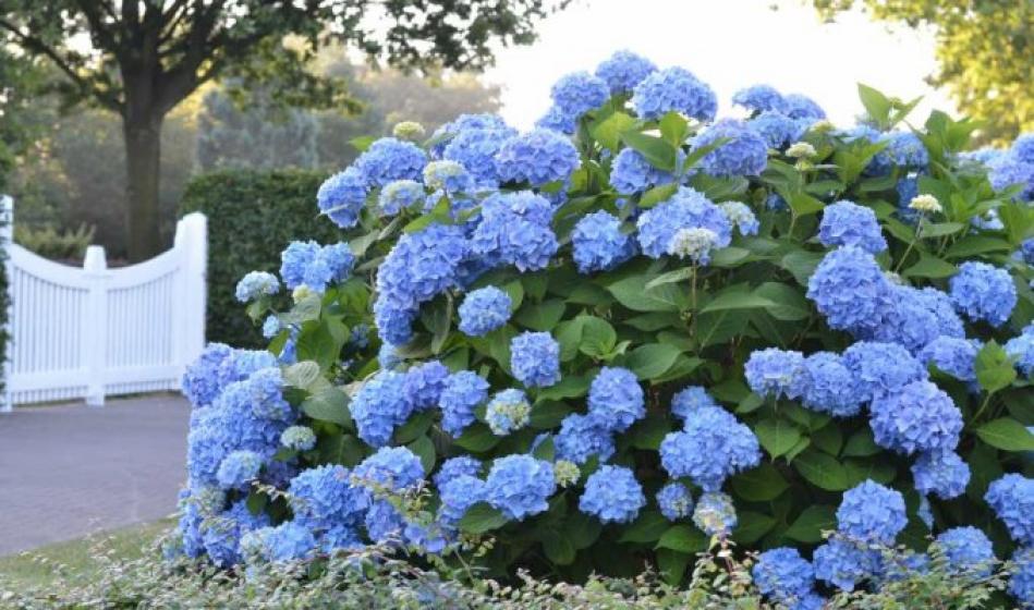 Image of Endless summer hydrangea tree row in bloom