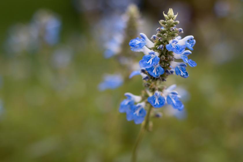 Salvia 'Velocity Blue'