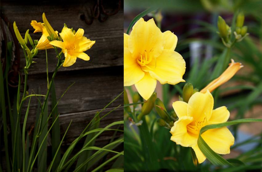 Stella d'Oro Daylilies, Perennials, McDonald Garden Center, Plants