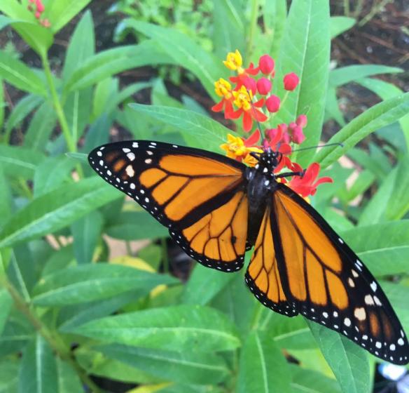 Monarch Butterfly Feeding on Tropical Milkweed