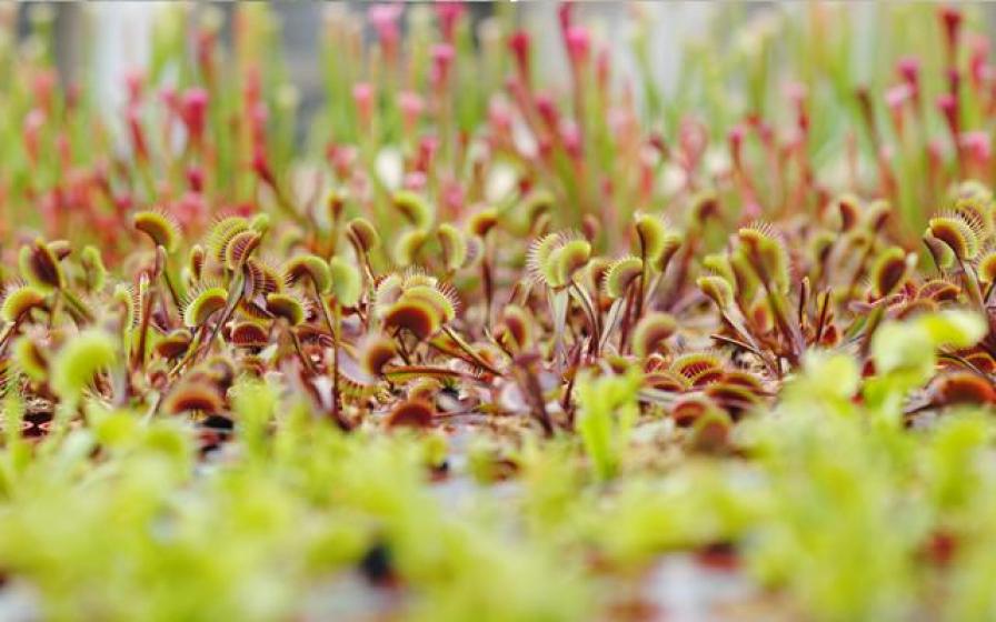Fly trap garden hot sale
