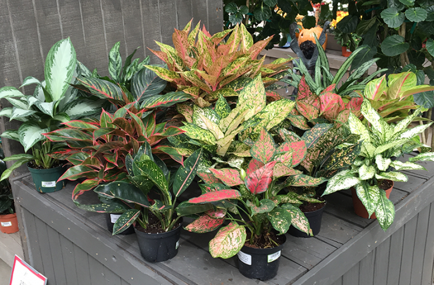 Houseplants, McDonald Garden Center