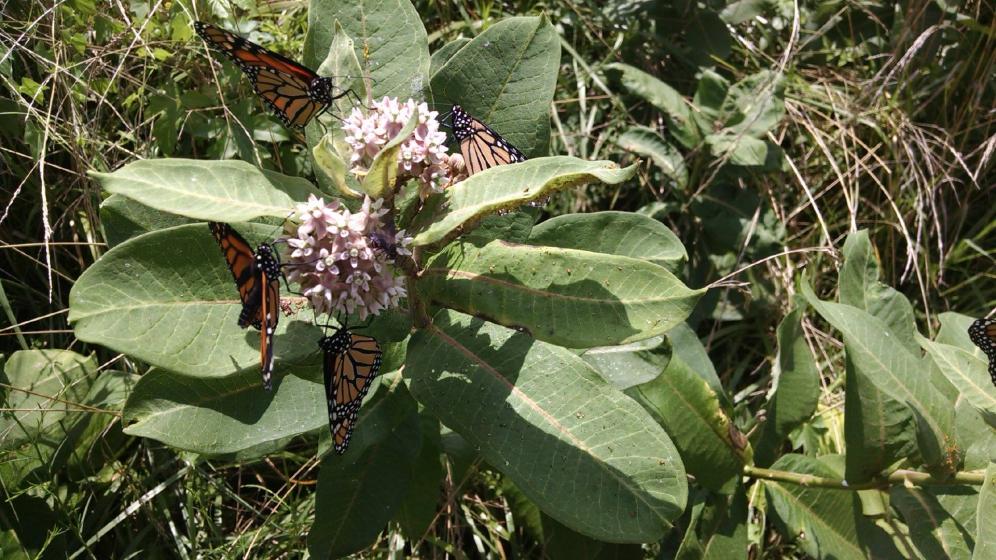 National Pollinators Week, McDonald Garden Center