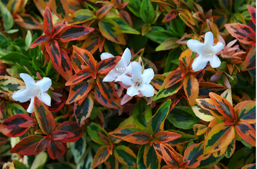 Trees & Shrubs, McDonald Garden Center