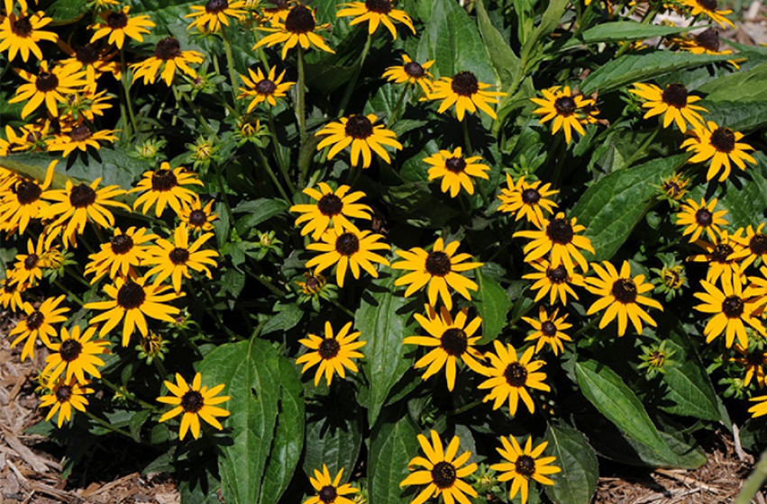 Perennials, McDonald Garden Center