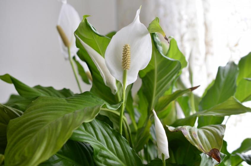 Houseplants, McDonald Garden Center