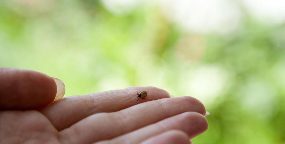 Ticks in the Landscape