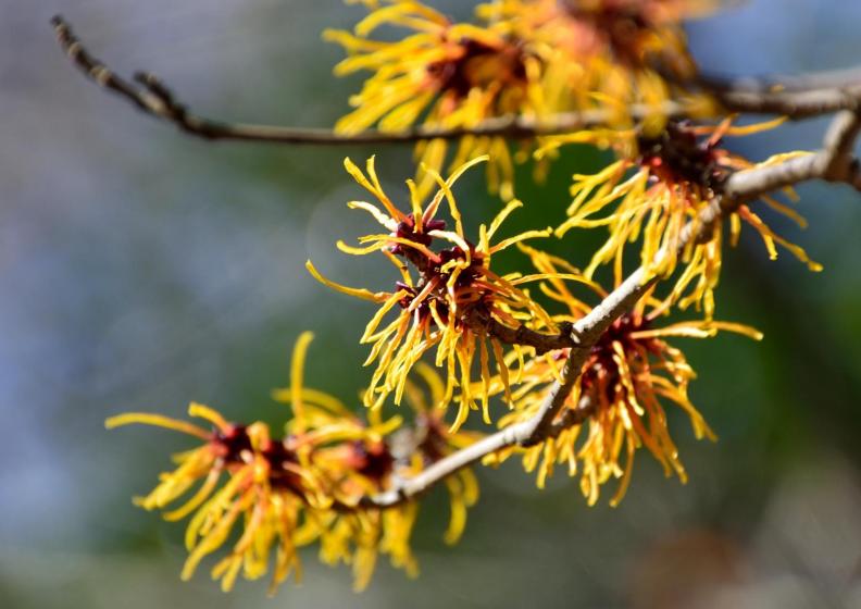 Trees & Shrubs, McDonald Garden Center